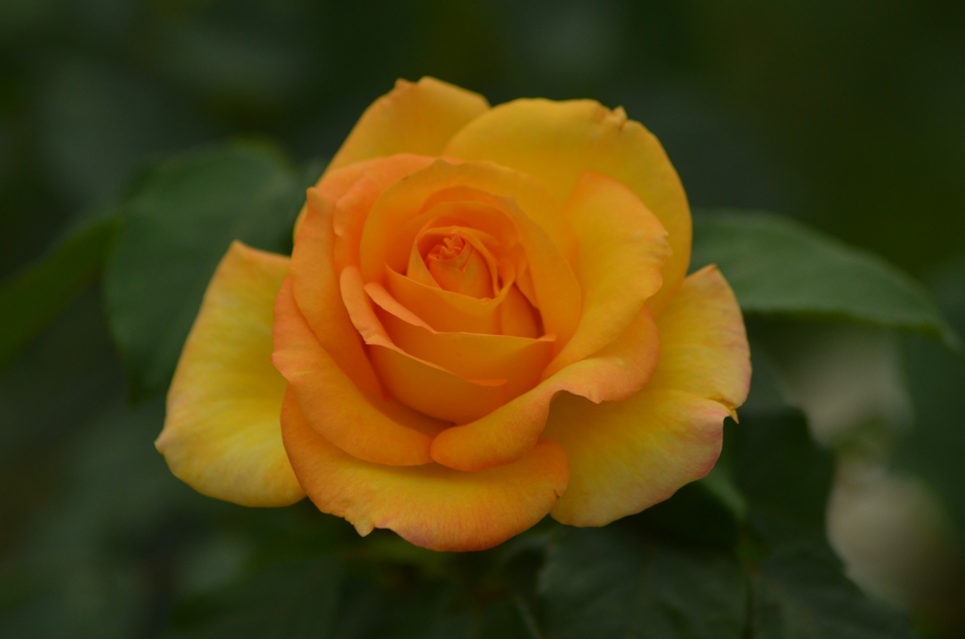 Rose Garden Chandigarh 2 cover